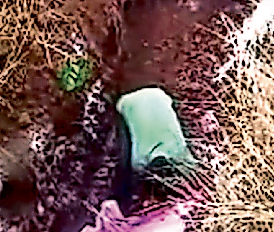 naidunia_image